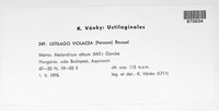 Microbotryum violaceum image